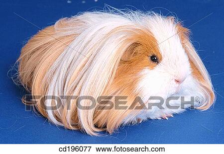 Guinea Pig View Large Photo Image Stock Photo - Guinea Pig. Fotosearch