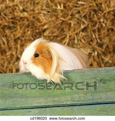 Guinea Pig View Large Photo Image Stock Photography - Guinea Pig. Fotosearch