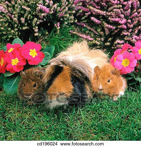Guinea Pigs View Large Photo Image Picture - Guinea Pigs. Fotosearch