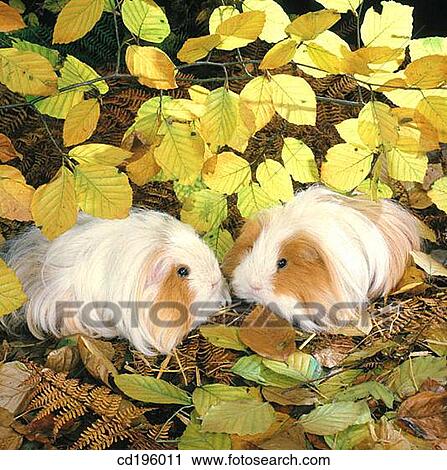 Guinea Pigs View Large Photo Image Stock Image - Guinea Pigs. Fotosearch