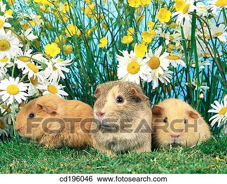 Guinea Pigs View Large Photo Image Stock Photograph - Guinea Pigs. Fotosearch