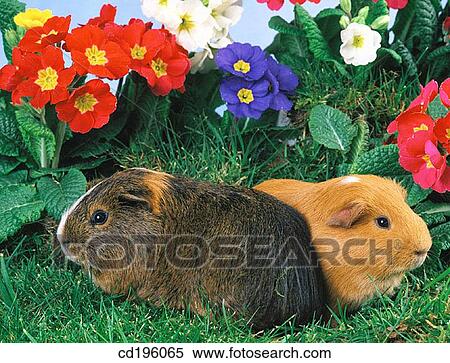 Guinea Pigs View Large Photo Image Stock Photography - Guinea Pigs. Fotosearch