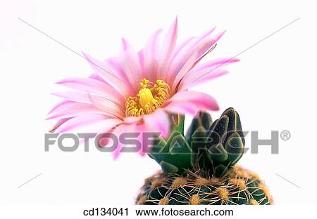 Stock Image - Gymnocalycium bruchii. Fotosearch