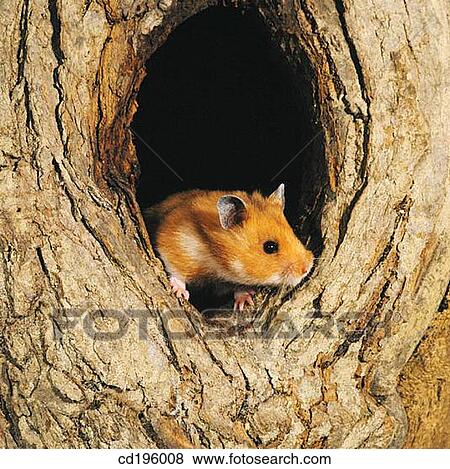 Hamster View Large Photo Image Stock Photo - Hamster. Fotosearch