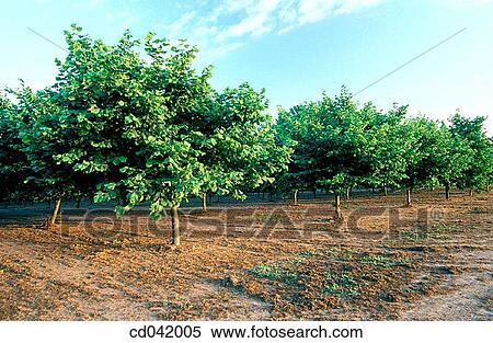 Stock Photography - Hazelnut trees. Fotosearch