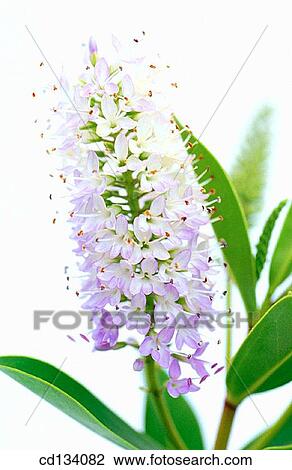 Hebe sp. View Large Photo Image Stock Image - Hebe sp.. Fotosearch
