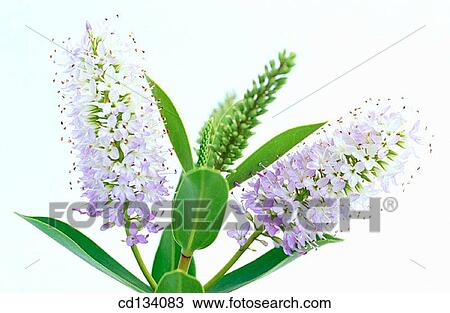 Hebe sp. View Large Photo Image Stock Image - Hebe sp.. Fotosearch