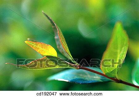 Hedge (Berberis ottawaensis) View Large Photo Image Stock Photo - Hedge (Berberis ottawaensis). Fotosearch