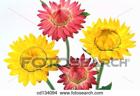 Helichrysum bracteatum View Large Photo Image Picture - Helichrysum bracteatum. Fotosearch