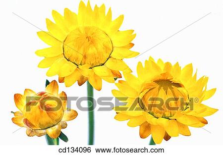Helichrysum bracteatum View Large Photo Image Stock Photograph - Helichrysum bracteatum. Fotosearch