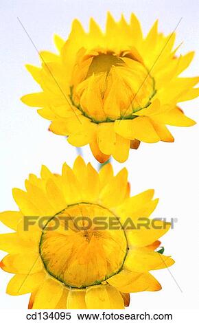 Helichrysum bracteatum View Large Photo Image Stock Photography - Helichrysum bracteatum. Fotosearch