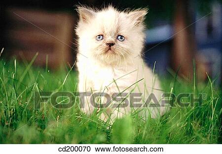 Himalayan kitten View Large Photo Image Stock Image - Himalayan kitten. Fotosearch