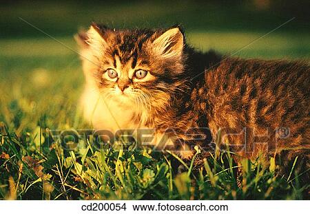Himalayan/Persian kitten View Large Photo Image Picture - Himalayan/Persian kitten. Fotosearch