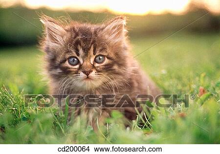 Picture - Himalayan/Persian Kitten. Fotosearch