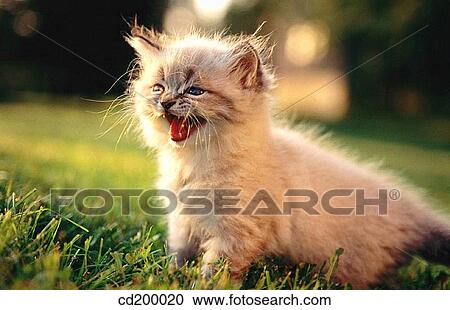 Himalayan/Persian Kitten View Large Photo Image Stock Image - Himalayan/Persian Kitten. Fotosearch