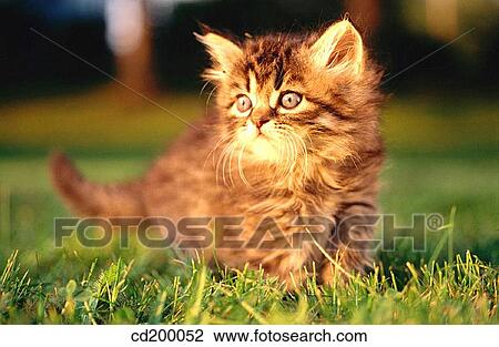 Stock Image - Himalayan/Persian kitten. Fotosearch