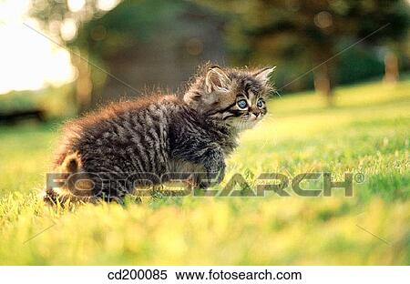 Himalayan/Persian Kitten View Large Photo Image Stock Photography - Himalayan/Persian Kitten. Fotosearch