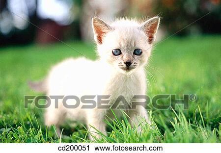 Himalayan/Tabby kitten View Large Photo Image Stock Image - Himalayan/Tabby kitten. Fotosearch