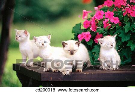 Himalayan/Tabby kittens View Large Photo Image Stock Photo - Himalayan/Tabby kittens. Fotosearch