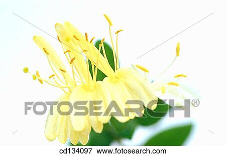 Honeysuckle, Lonicera View Large Photo Image Stock Photo - Honeysuckle, Lonicera. Fotosearch