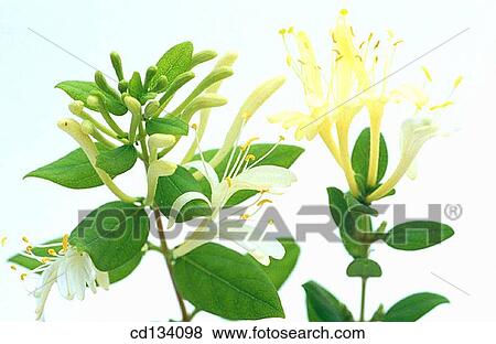 Honeysuckle, Lonicera View Large Photo Image Stock Photo - Honeysuckle, Lonicera. Fotosearch