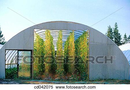 Stock Photography - Hops growing in commercial greenhouse. Fotosearch