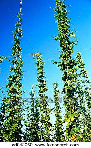 Hops growing in field View Large Photo Image Stock Image - Hops growing in field. Fotosearch