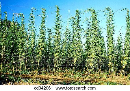 Hops growing in field View Large Photo Image Stock Image - Hops growing in field. Fotosearch