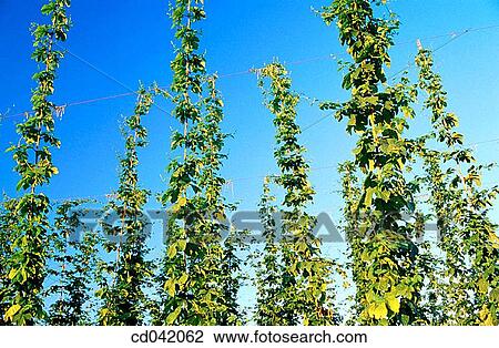 Hops growing in field View Large Photo Image Stock Image - Hops growing in field. Fotosearch