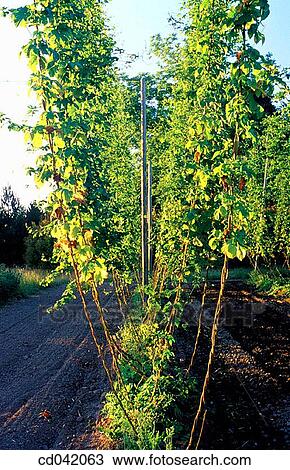 Hops growing in field View Large Photo Image Stock Image - Hops growing in field. Fotosearch