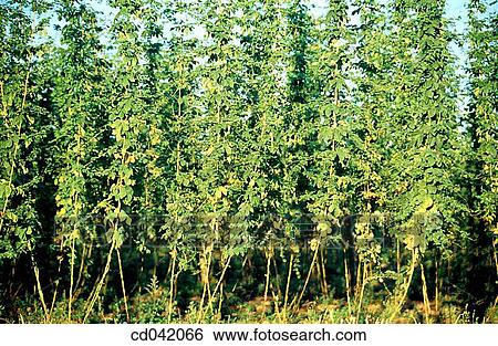 Hops growing in field View Large Photo Image Stock Photograph - Hops growing in field. Fotosearch