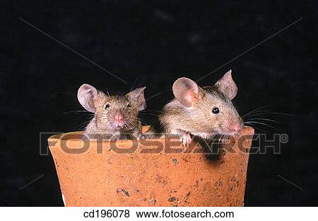House Mice (Mus musculus) View Large Photo Image Stock Photo - House Mice (Mus musculus). Fotosearch