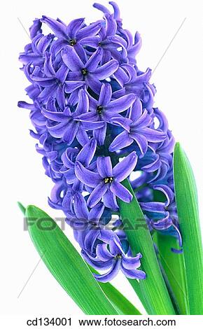 Hyacinth, Hyacinthus View Large Photo Image Stock Image - Hyacinth, Hyacinthus. Fotosearch