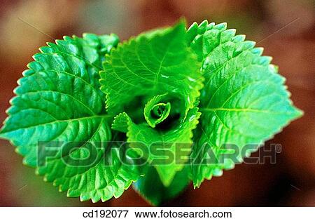 Stock Photo - Hydrangea quercifolia. Fotosearch