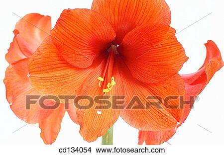 Hypeastrum hybr. View Large Photo Image Picture - Hypeastrum hybr.. Fotosearch