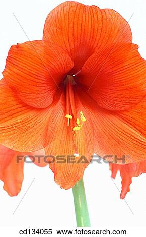 Stock Photography - Hypeastrum hybr.. Fotosearch