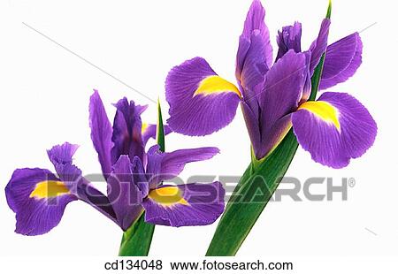 Iris xiphium View Large Photo Image Stock Photo - Iris xiphium. Fotosearch
