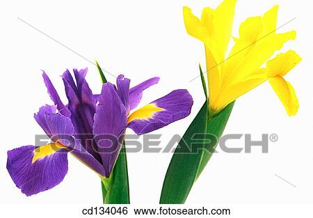 Iris xiphium View Large Photo Image Stock Photograph - Iris xiphium. Fotosearch