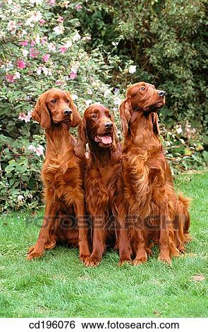 Stock Photograph - Irish Setters. Fotosearch