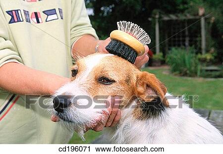 Jack Russell Terrier View Large Photo Image Stock Image - Jack Russell Terrier. Fotosearch