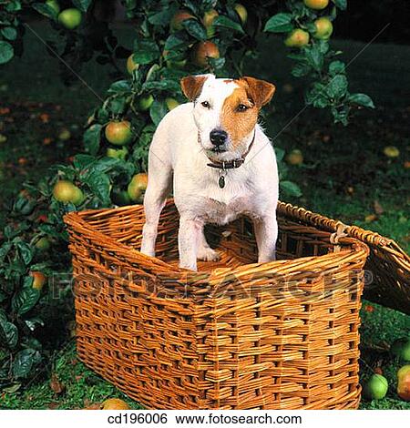 Jack Russell Terrier View Large Photo Image Stock Photograph - Jack Russell Terrier. Fotosearch