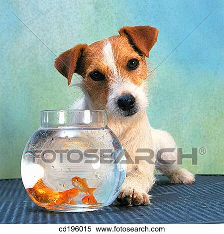 Jack Russell Terrier View Large Photo Image Stock Photography - Jack Russell Terrier. Fotosearch