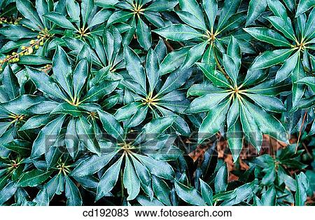 Japanese Andromeda (Pieris japonica) View Large Photo Image Stock Image - Japanese Andromeda (Pieris japonica). Fotosearch