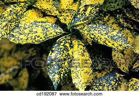 Japanese Aucuba (Aucuba japonica) View Large Photo Image Stock Photo - Japanese Aucuba (Aucuba japonica). Fotosearch