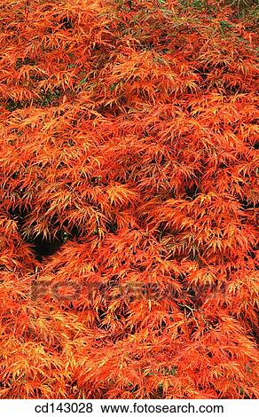 Japanese Maple (Acer palmatum) leaves in fall View Large Photo Image Stock Photo - Japanese Maple (Acer palmatum) leaves in fall. Fotosearch