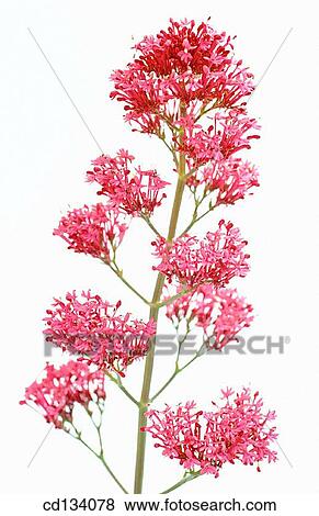 Stock Photo - Jupiter's Beard, Centranthus ruber. Fotosearch