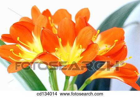Kaffir Lily, Clivia miniata View Large Photo Image Picture - Kaffir Lily, Clivia miniata. Fotosearch