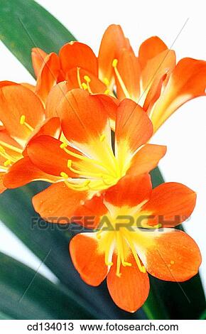 Stock Image - Kaffir Lily, Clivia miniata. Fotosearch