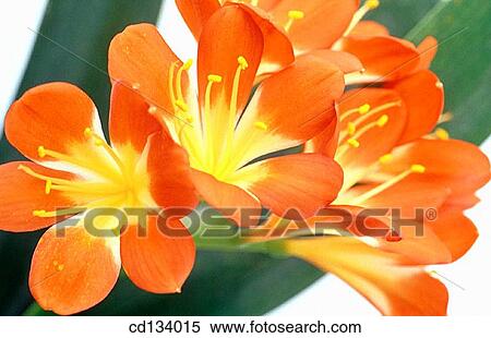 Kaffir Lily, Clivia miniata View Large Photo Image Stock Photography - Kaffir Lily, Clivia miniata. Fotosearch