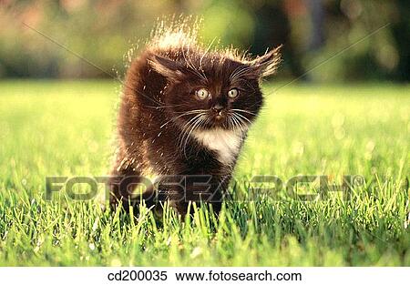Kitten View Large Photo Image Stock Photography - Kitten. Fotosearch